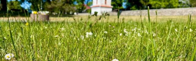 Учёные рекомендуют не отказываться от покоса травы