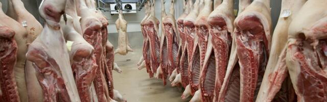 Удушающий смрад: 25 тонн мяса тухнет в производственных помещениях в ожидании утилизации