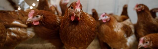 Мясопереработчик делает крупные инвестиции и стремится выйти за пределы Европы