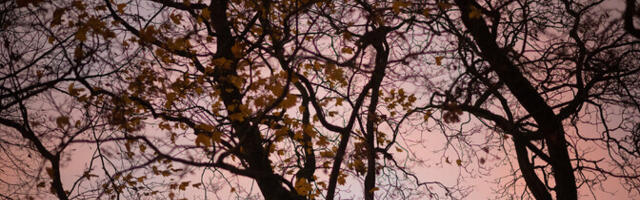 В четверг преимущественно облачно, пойдет дождь, +8..+12