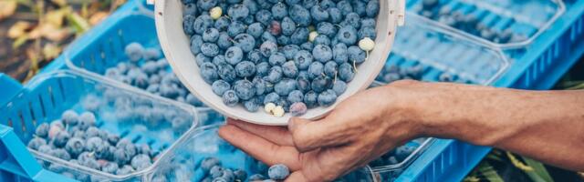 Многие сборщики ягод в Финляндии по итогу ничего не заработали и попали в долговую ловушку