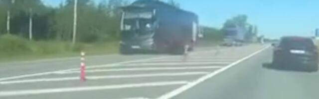 На шоссе Таллинн-Тарту медведь выбежал под колеса автобуса и получил удар в область головы: что с ним стало?