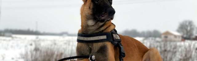 Полицейский пес Рикки спас жизнь девочки
