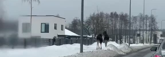 ВИДЕО | Два огромных лося гуляют по тротуару в Виймси