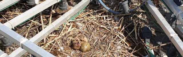 Март — это последний месяц для предупреждения весенних и летних конфликтов с птицами, гнездящимися в постройках человека