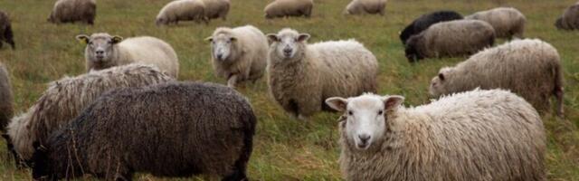 Шерсть впитывает влагу и сохраняет тепло даже в слегка влажном состоянии