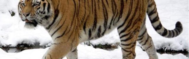 Казахстан сажает десятки тысяч деревьев в надежде восстановить популяцию тигров