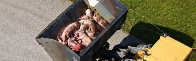 На ферме Нурме забой свиней пока не производился