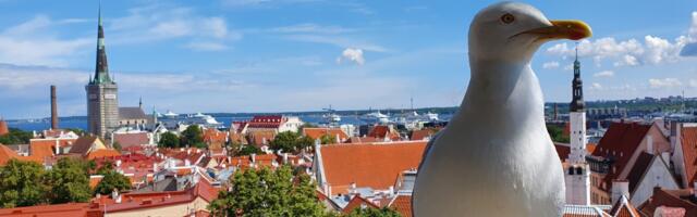 В Таллинне пройдут десятки бесплатных экскурсий по зданиям, куда обычно не попасть
