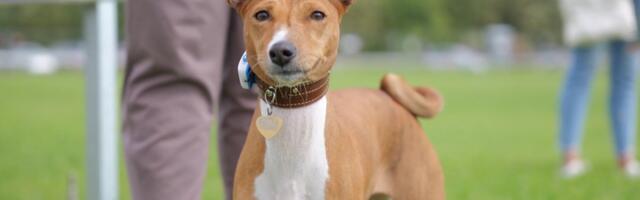 В Эстонии открылась первая трасса для собачьих бегов