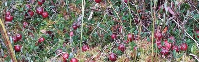 Часть когда-то богатых клюквой эстонских болот в этом году почти пусты