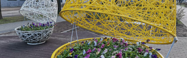 После апрельского снегопада в Нарве анютины глазки чувствуют себя хорошо