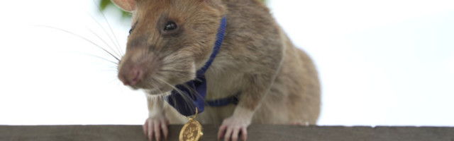 Крысу Магаву наградили золотой медалью за разминирование полей в Камбодже