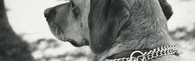 Новый законопроект запретит держать собак на цепи и введет требования к эвтаназии