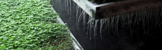 Главу эстонского стартапа подозревают в мошенничестве с субсидиями ЕС на 450 000 евро