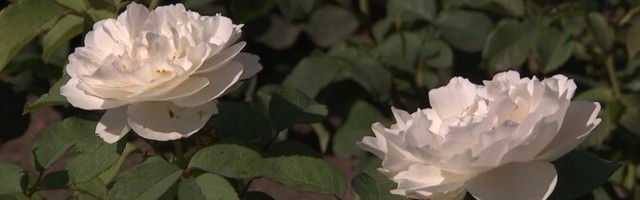 В Таллиннском ботаническом саду проходят традиционные Дни роз