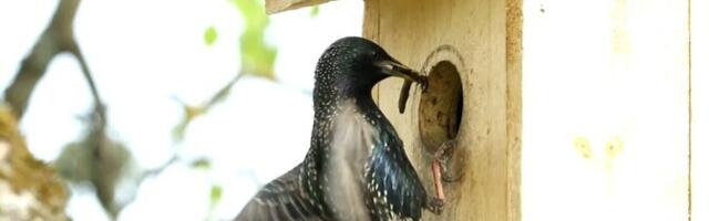 В Тарту прошел мастер-класс по изготовлению скворечников
