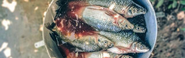 Перечень болезней, которые переносят рыбы