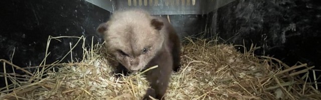 ФОТО | С обочины дороги спасли двухмесячного медвежонка. Косолапому уже нашли новый дом