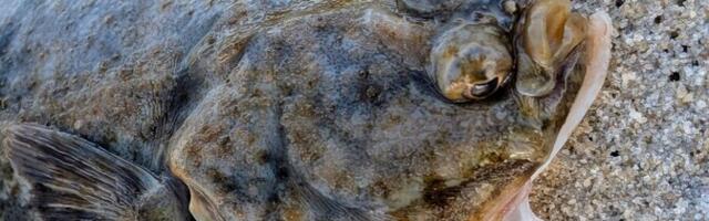 Рыбой года в Эстонии выбрана камбала