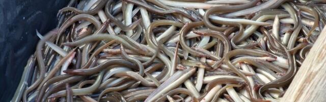 Государство планирует прекратить выплату субсидии на заселение угря в малые озера