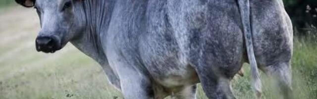 Уникальной латвийской голубой корове грозит исчезновение: фермеры бьют тревогу