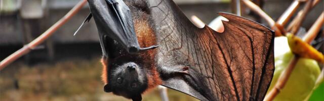 Таллинн — столица летучих мышей: здесь обитают все 12 видов