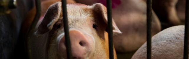 Свиновод из Ляэнемаа: не все производители продолжат, многие, скорее всего, прекратят деятельность