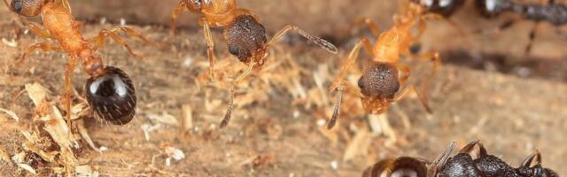 Каждая - королева. Ученые обнаружили уникальный вид муравьев-паразитов