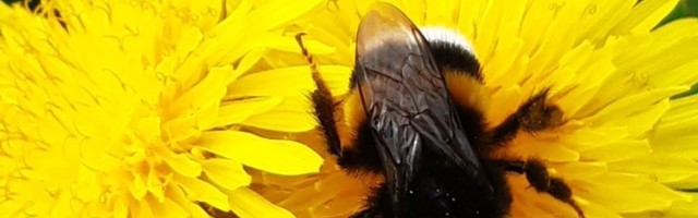 Конкурс "СПАСИБО, ЛЕТО!" набирает силу!  ГАЛЕРЕЯ ОБНОВЛЯЕТСЯ ПОСТОЯННО!