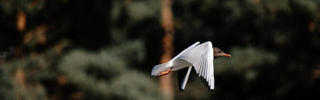 Орнитологи: тем, кто не хочет видеть птиц на крыше своего дома, следует заранее принять меры