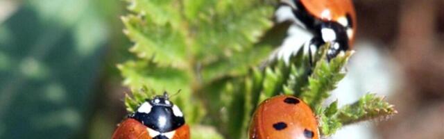 Романов: Тяжело ли остаться русским в Эстонии?