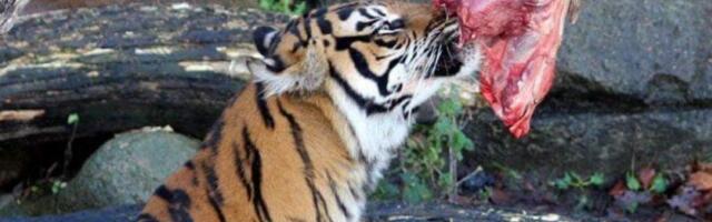 Зоопарк призвал жителей Дании сдавать «ненужных» домашних питомцев для кормления хищников