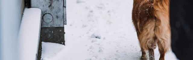 Хельсинки изучает влияние дорожной соли на лапы собак