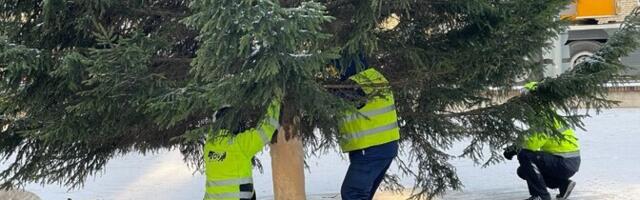 В Нарве на следующей неделе планируют установить две рождественские ели, одна уже выбрана