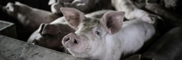 О чем пишет пресса: пассажиры должны регистрировать билеты, свинина не подорожает