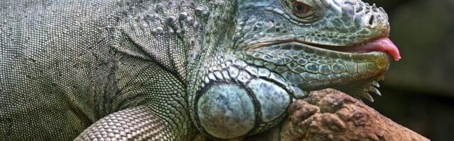 Правда ли, что при укусе игуана отравляет добычу слабым ядом и потом просто ходит за ней, пока та не умрет?