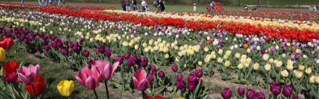 ВИДЕО: в Великобритании проходит фестиваль тюльпанов