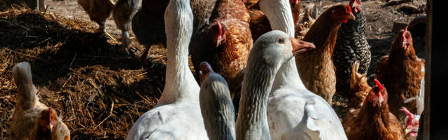 В Ярвамаа на хуторе обнаружили птичий грипп