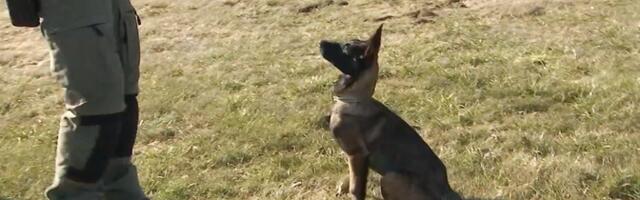 Опытный Рикки и энергичная Руна: как в полиции готовят смену легендарным поисковым собакам