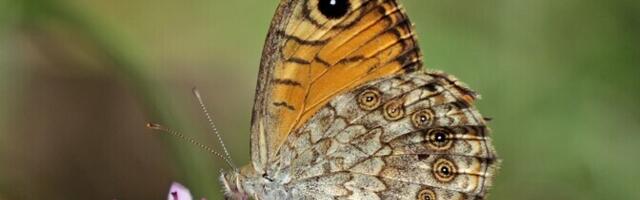 Прохладная весна снизила численность бабочек в Эстонии