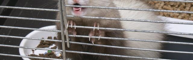 Брюссель планирует „нанимать“ хорьков