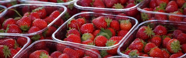 В польской клубнике обнаружено превышение нормы запрещённых пестицидов