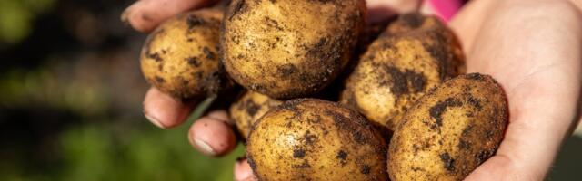 ОБЗОР ЦЕН НА РЫНКАХ | На сей раз рекорд установил эстонский картофель