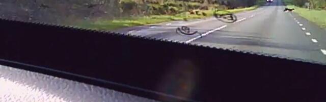 ВИДЕО | Пума бродит по Эстонии! Крупный представитель кошачьих попал в объектив бортовой камеры автомобиля