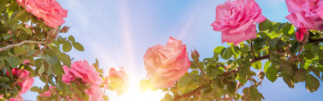 Повод лететь на Кипр весной: фестиваль роз в Агросе