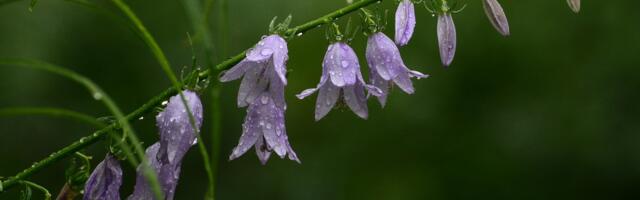 Погода в Эстонии до четверга, 7 августа: станет прохладнее