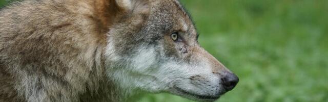Агентство окружающей среды рекомендует истребить всю стаю волков в Соомаа