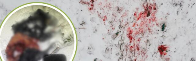 Нападения волков происходят прямо в дворах. Владелец собаки: „Они могут напаcть и на людей — ничего не боятся“