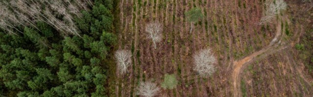 Эстония допустила промышленников к вырубке леса в заповедниках